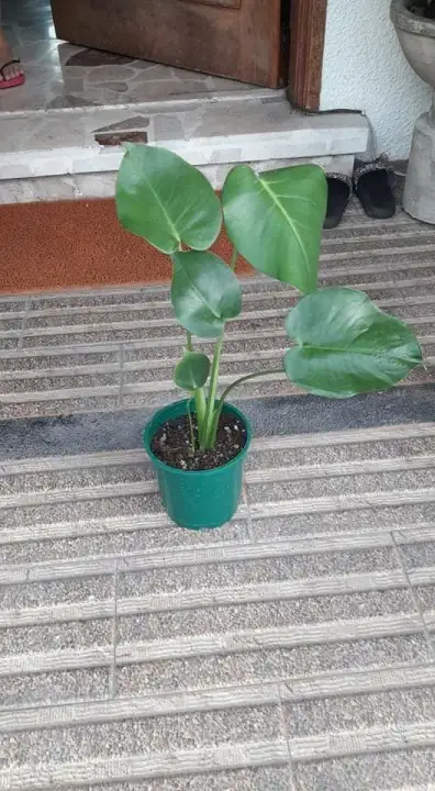 Monstera Deliciosa Live Plant Buy Sell Online Plant Seeds And Bulbs With Cheap Price Lazada Ph