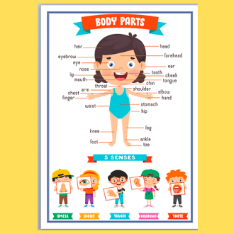 Body Parts A4 Chart (FRONT PRINT ONLY) Laminated 250mic Parts of the ...