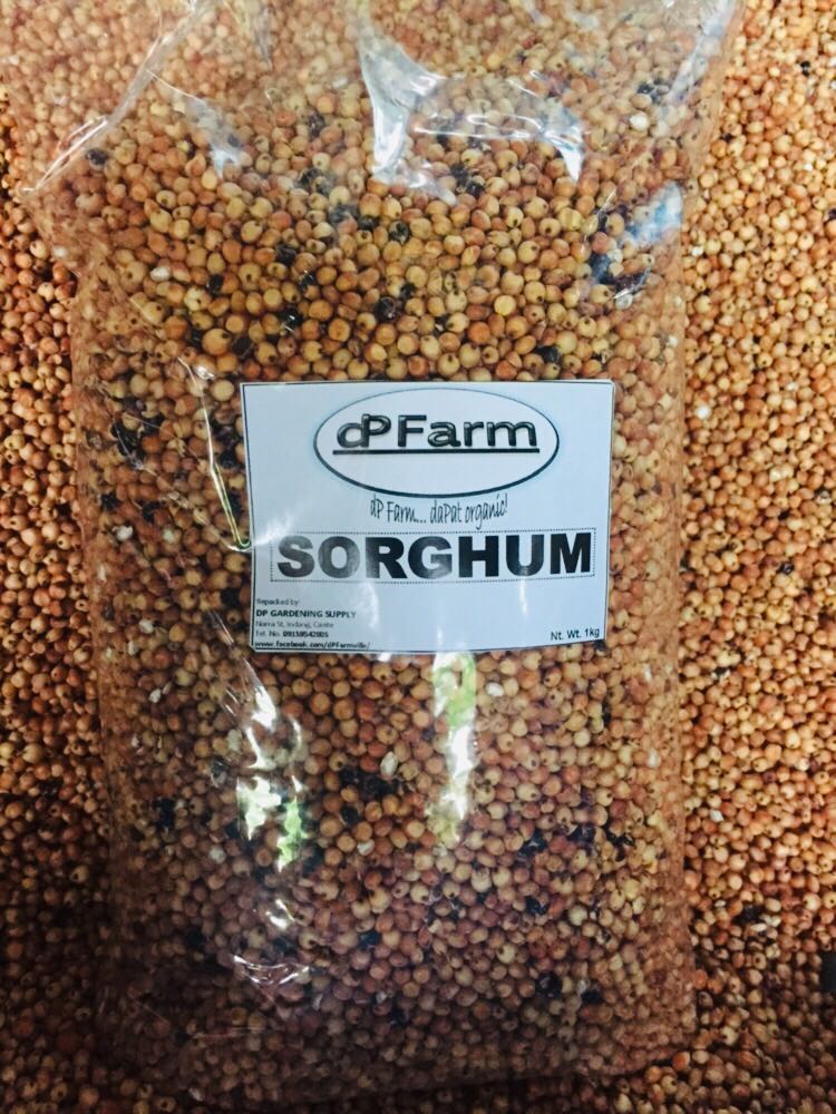 Red Grains (Great Millet/Milo) / Bird Seeds 1Kg Lazada PH