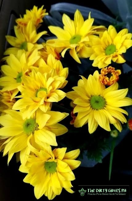 Malaysian Mums Bright Yellow Flowers
