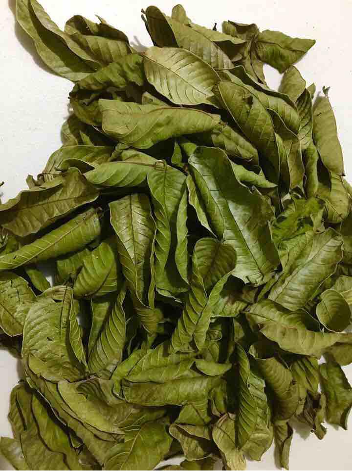 Air dried guava leaves whole native variety 50 grams Lazada PH