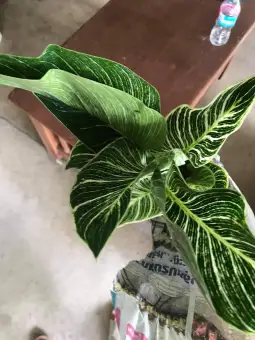 Philodendron Birkin 2 3 Body Stems Imported From Thailand Luzon Orders Only No Pot Uprooted With Soil When Shipped Lazada Ph