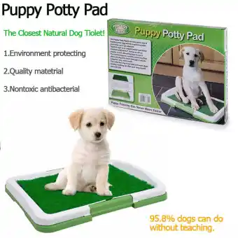 trained companion dogs for sale