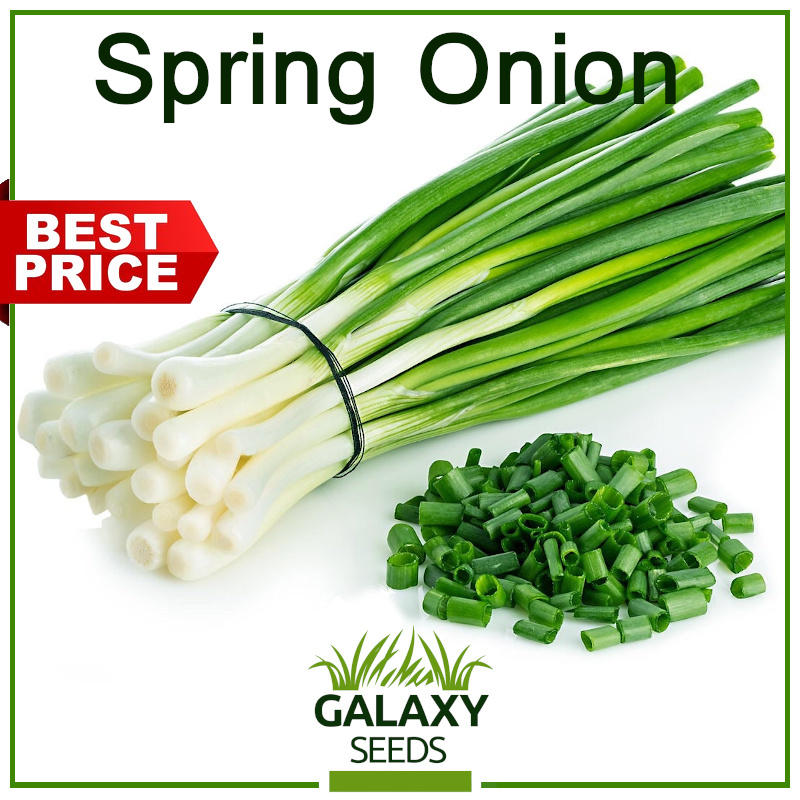 (It's a seed, not a plant!)[Galaxy Seeds] Spring Onion Seeds for