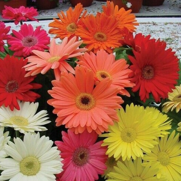 Gerbera Hybrid Daisy Flower Seeds DSY4 