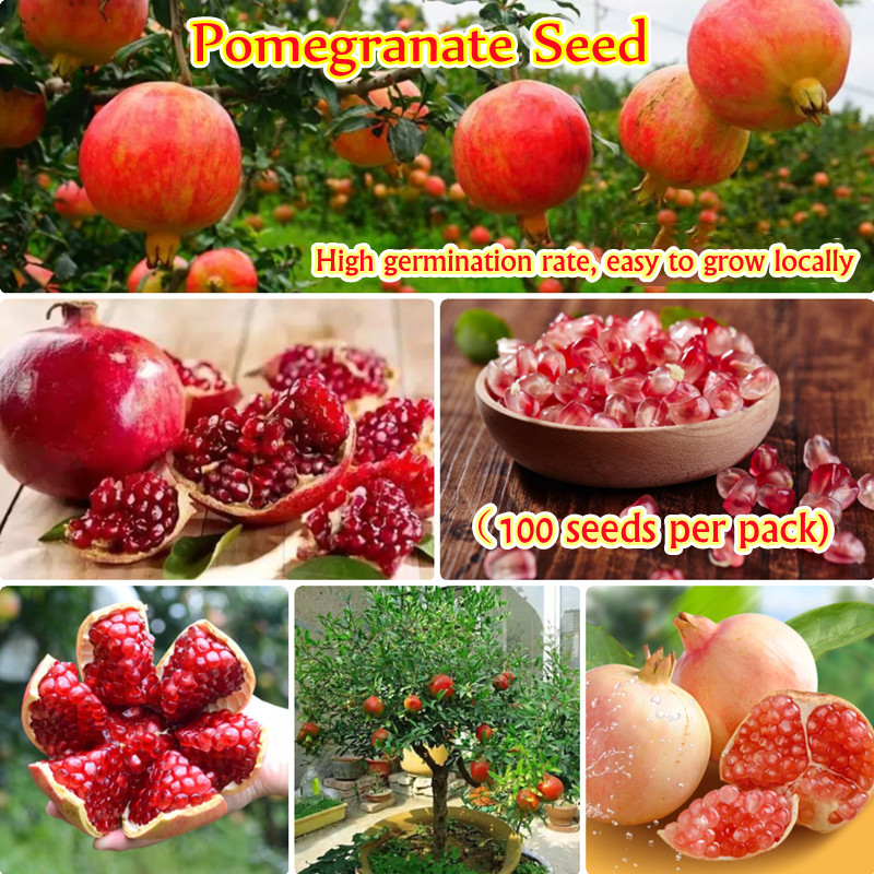 ของแท้100 ปลูกง่าย 100เมล็ด ทับทิมแดง เมล็ดพันธุ์ หวาน หอม อร่อย Angel