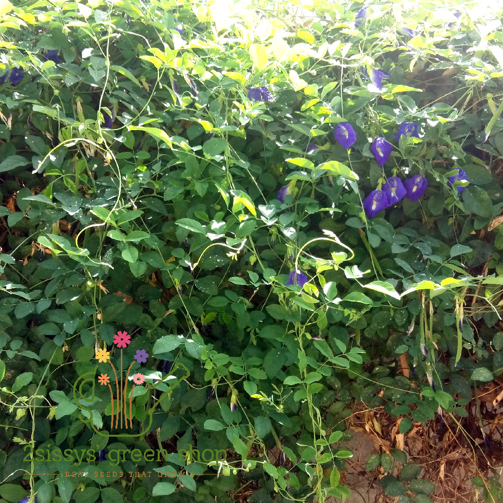 Blue Ternate Clitoria Ternatea Butterfly 50 seeds (not live plants)