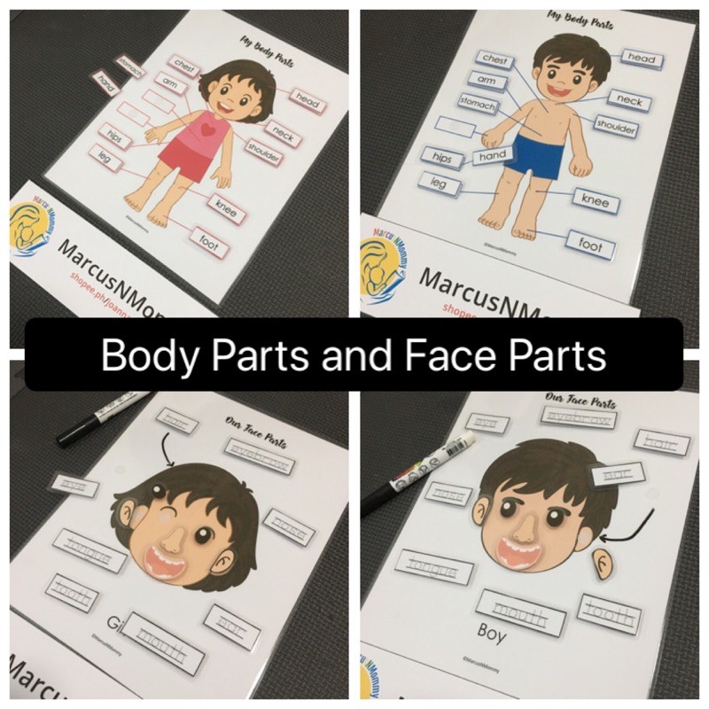 Body Parts And Face Parts - Educational Activity 