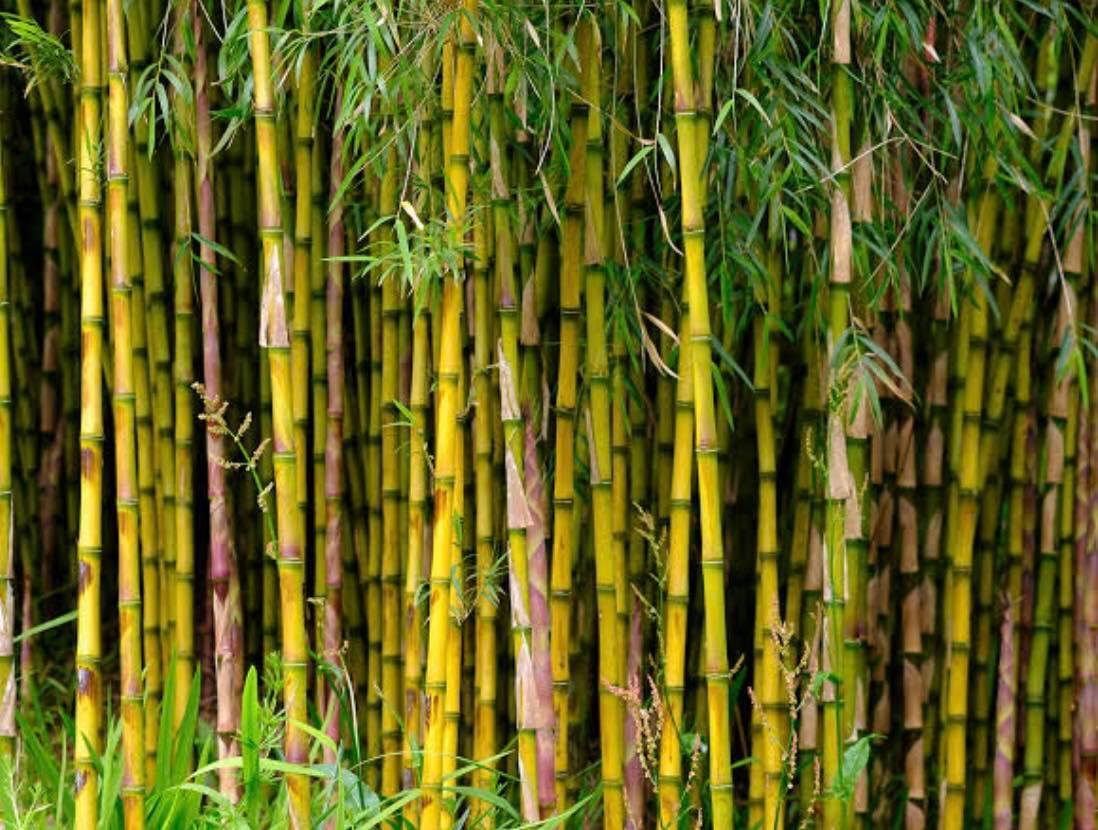 Cuttings Yellow Bamboo Tree Outdoor Lazada PH