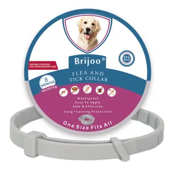 friendly dog collar