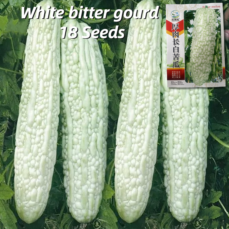 High Yield White Bitter Gourd Seeds (18 Seed) Long Balsam Pear Seed ...
