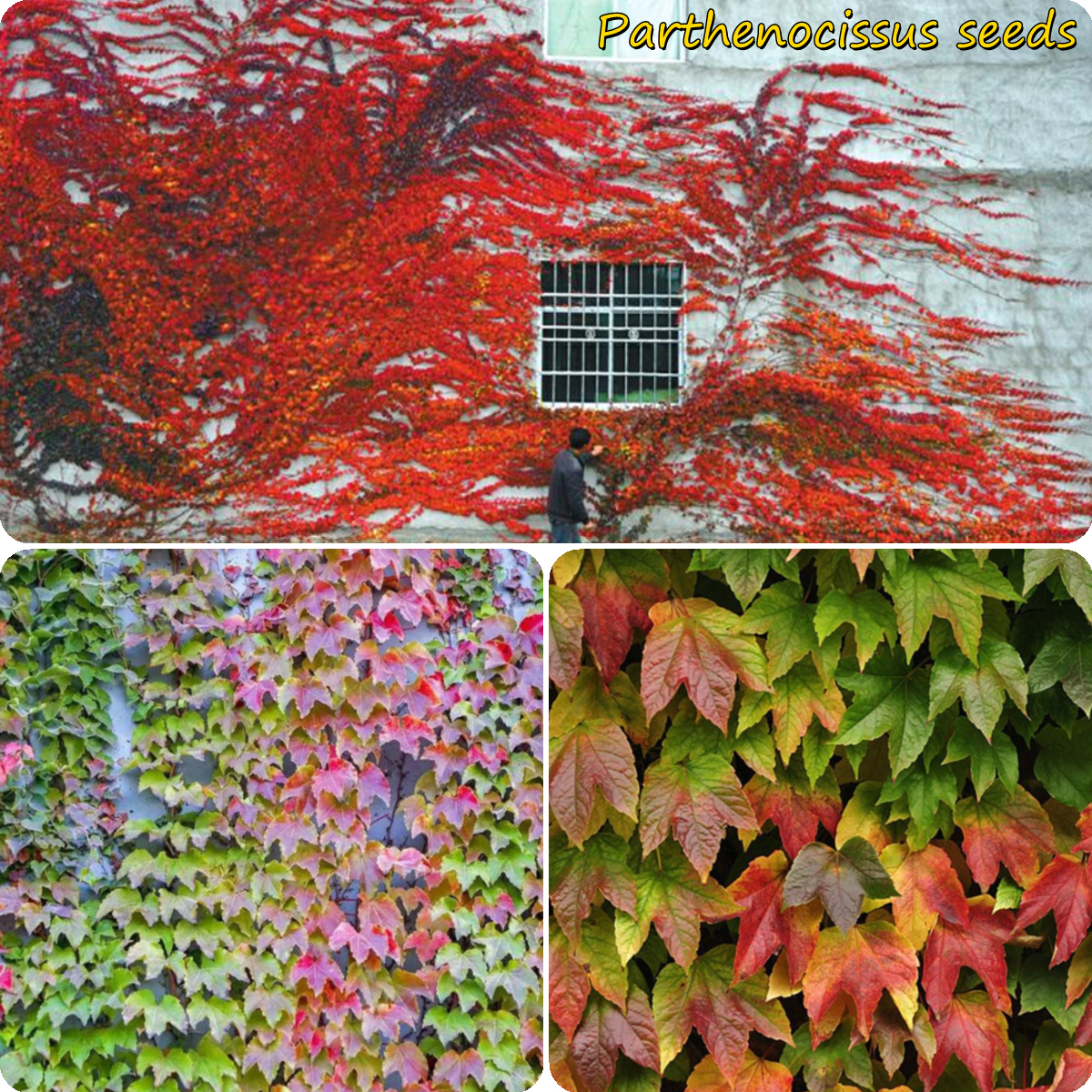 Fast Germination Philippines Ready Stock 100pcs Mixcolor Boston Ivy Courtyard Climbing Ivy Seeds Virginia Creeper Climbing Vine Parthenocissus Climbing Plants Landscaping Seeds Creepers Plants For Sale Easy To Grow In The Local