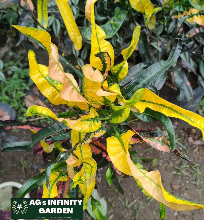San Francisco Plant ( Yellow Crotons )" Air Purifying Plant " with FREE