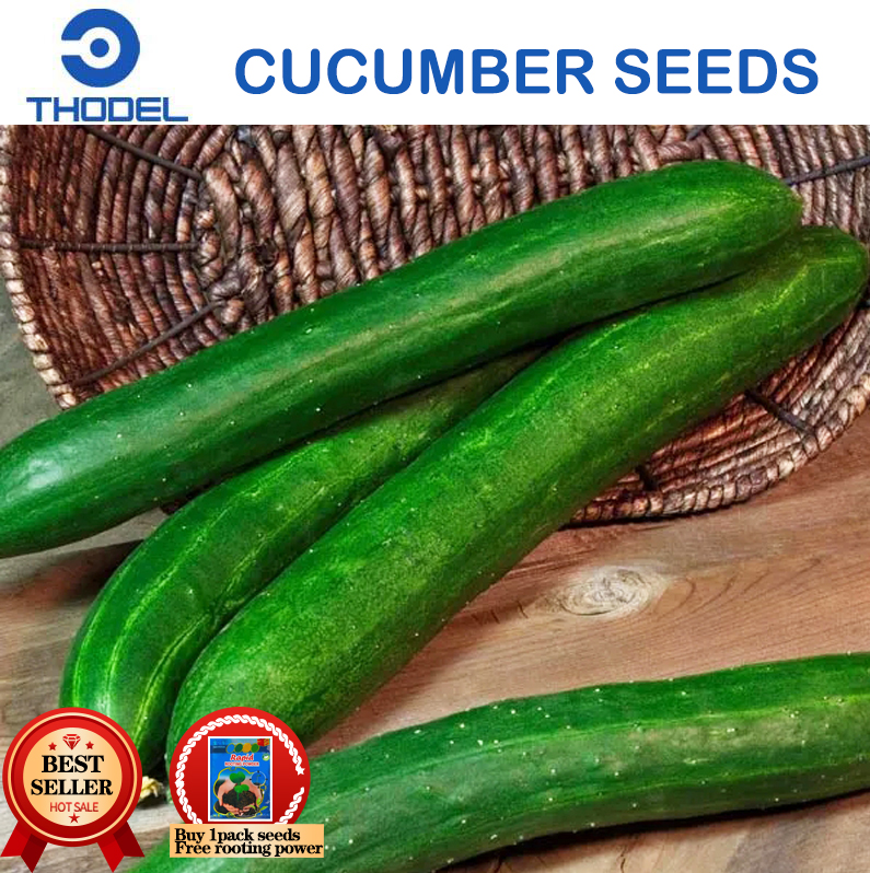 JAPANESE CUCUMBER SEEDS Vegetable Seeds Lazada PH