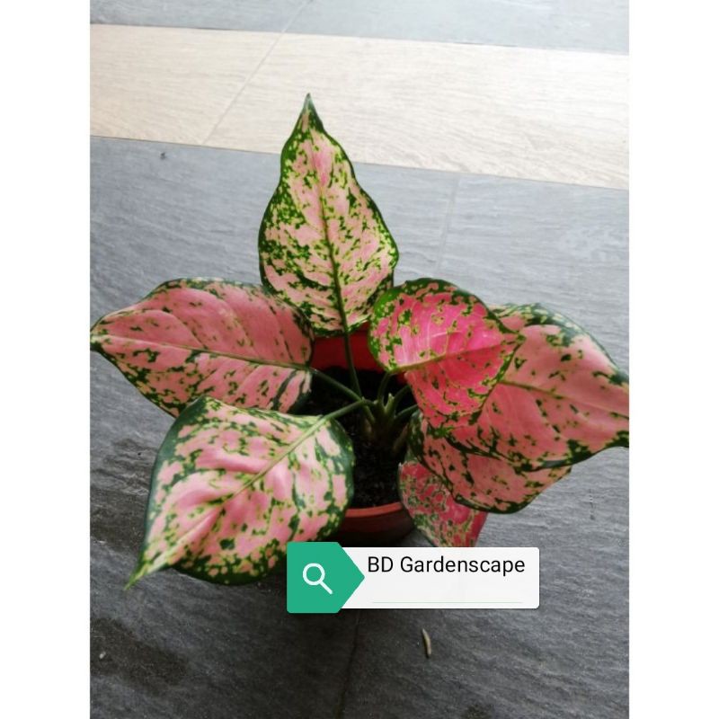 seeds Aglaonema, Etta Rose, red pinkish foliage, (live plant)