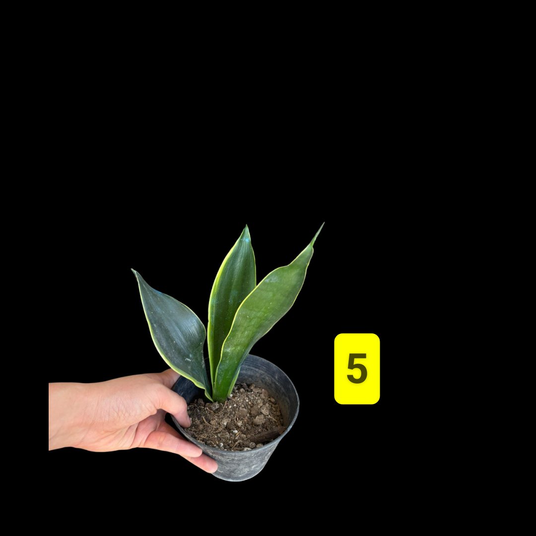 Midnight Shine Sansevieria | Lazada PH