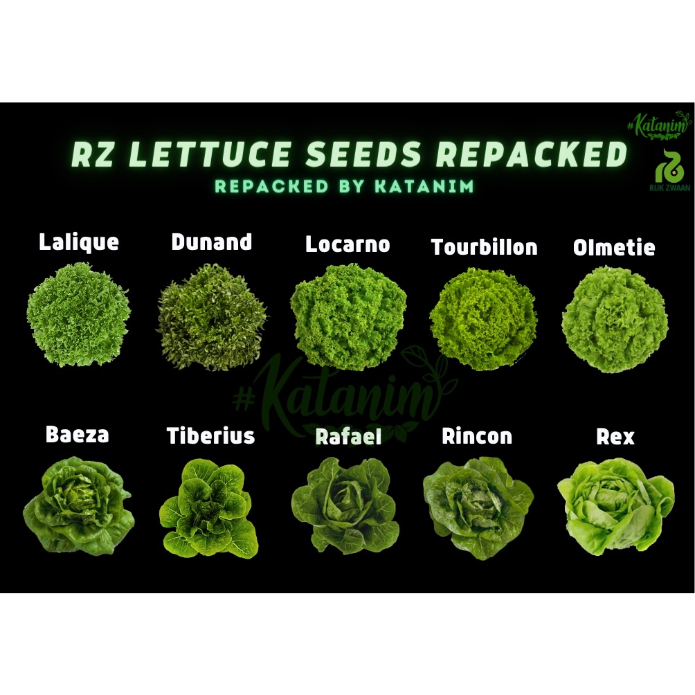 Katanim RZ Green Lettuce Seeds Collection 1 (Repacked 100 seeds) Rijk