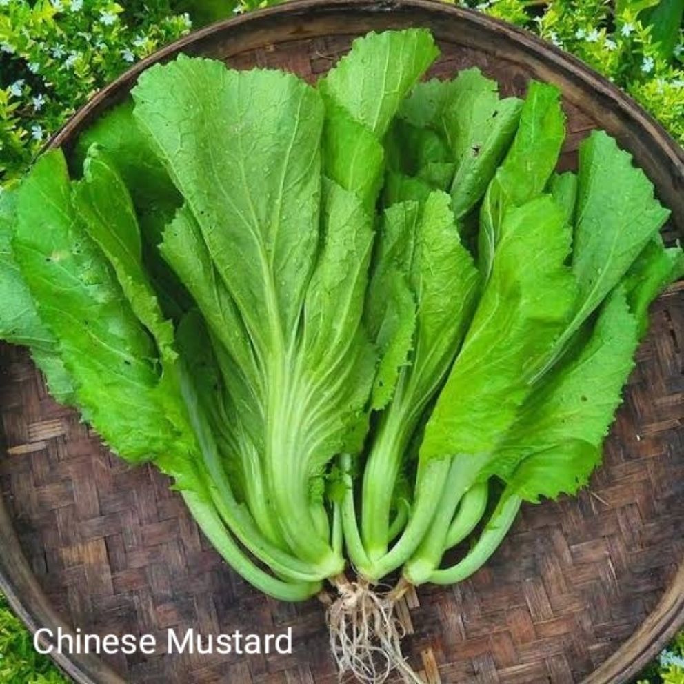Hybrid Quality Chinese Mustard seeds (+300 seeds) repacked Lazada PH