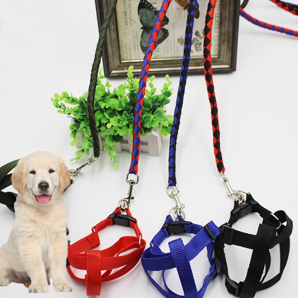 cool dog leashes