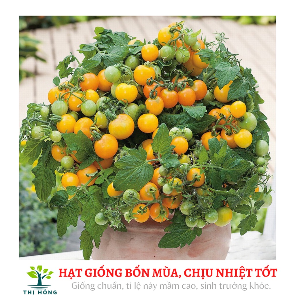 Hạt giống cà chua bi quả vàng (quả vàng mọng, ăn ngon, ngọt).