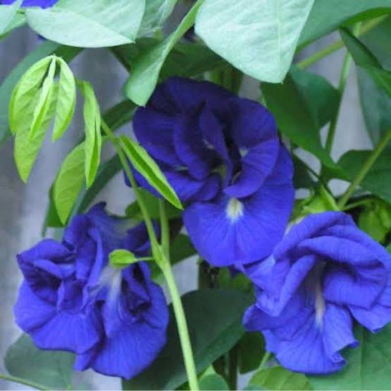 Blue Ternate / Blue Butterfly Pea Flower Plant (Uprooted) Lazada PH
