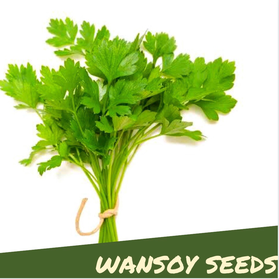 Coriander Wansoy Herbs 30 50 Seeds Outdoor Garden Plant Lazada PH