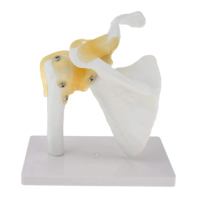 1:1 Life-Size Functional Anatomical Model of Human Shoulder Joint Model(White)