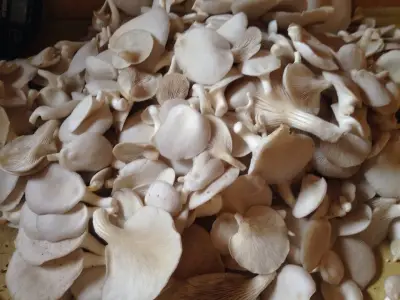 Oyster Mushroom 250g