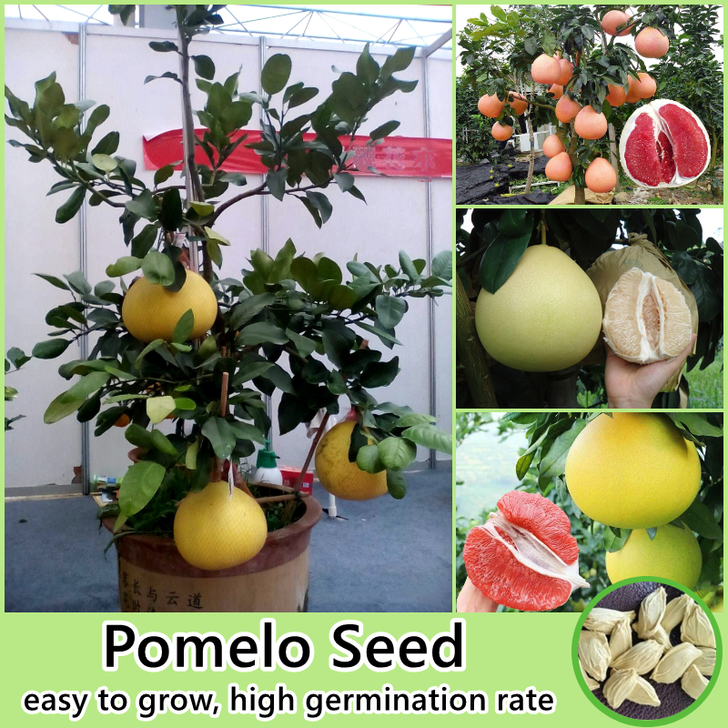 [Fast Delivery] Mixed Variety Pomelo Seeds for Planting (30 Seeds/bag