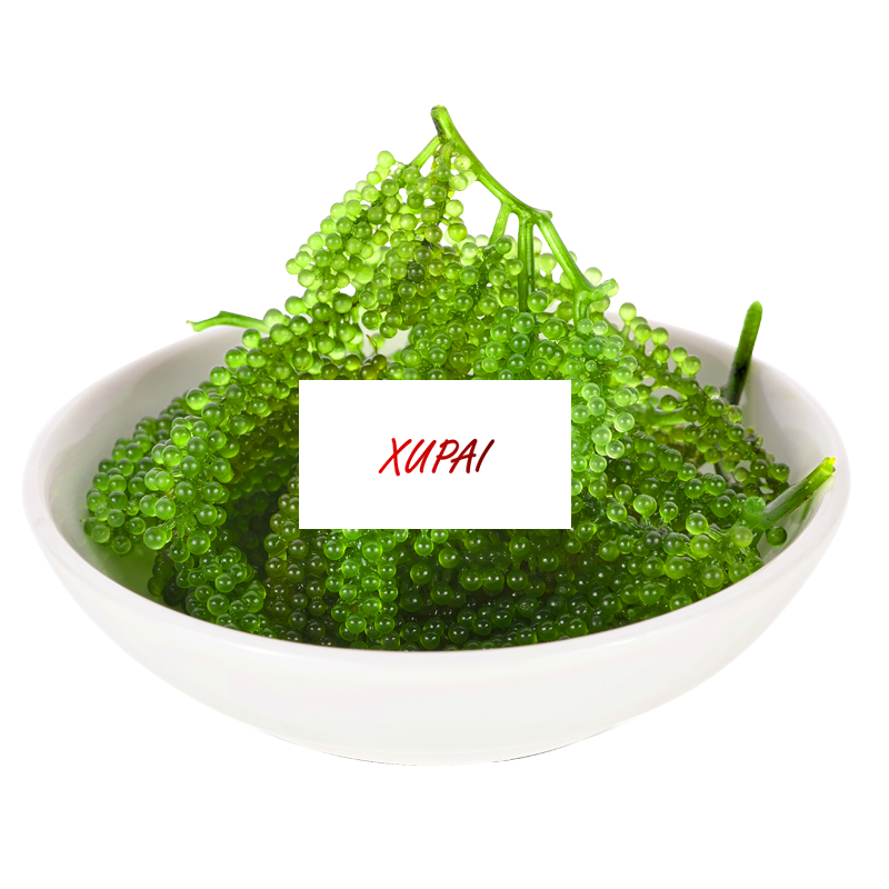 XUPAI Fresh Sea Grapes, Instant Seaweed, Salted Green Vegetables100g