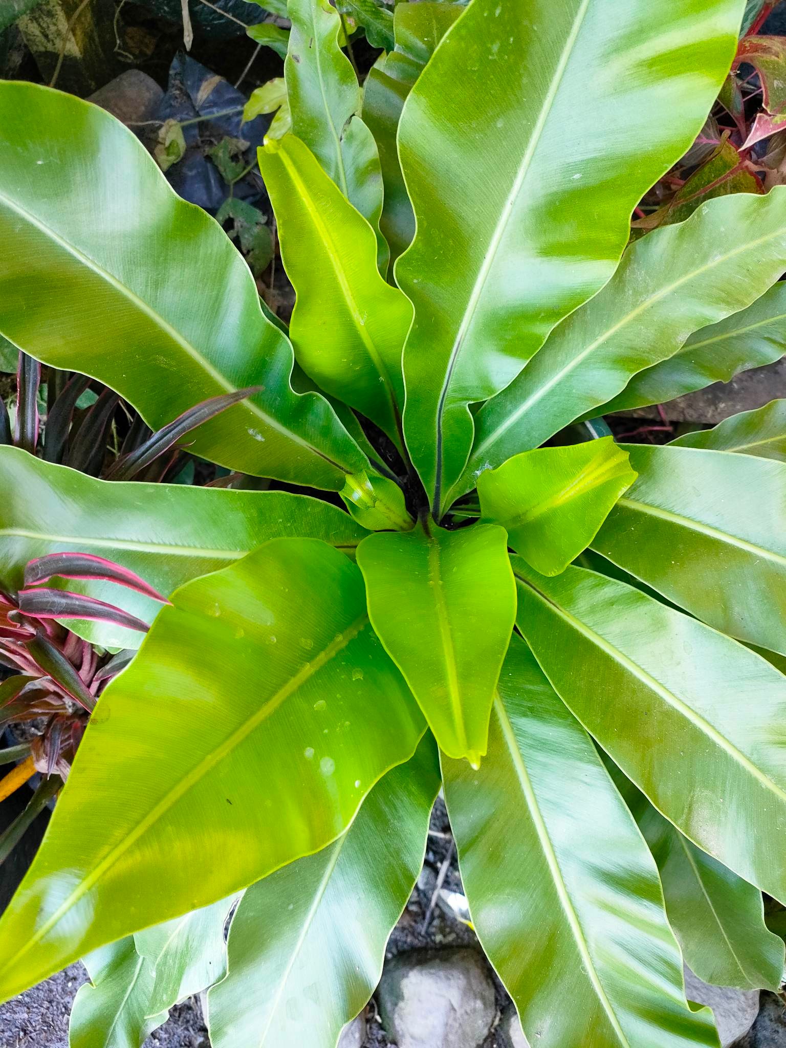 Dapo Bird Nest or Fern Plants Pugad Ibon-Outdoor Plant-Real Plant-Live ...