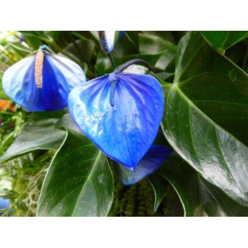 best hanging pots for philodendron 6" Philodendron 'Cordatum' (Hanging Basket)
