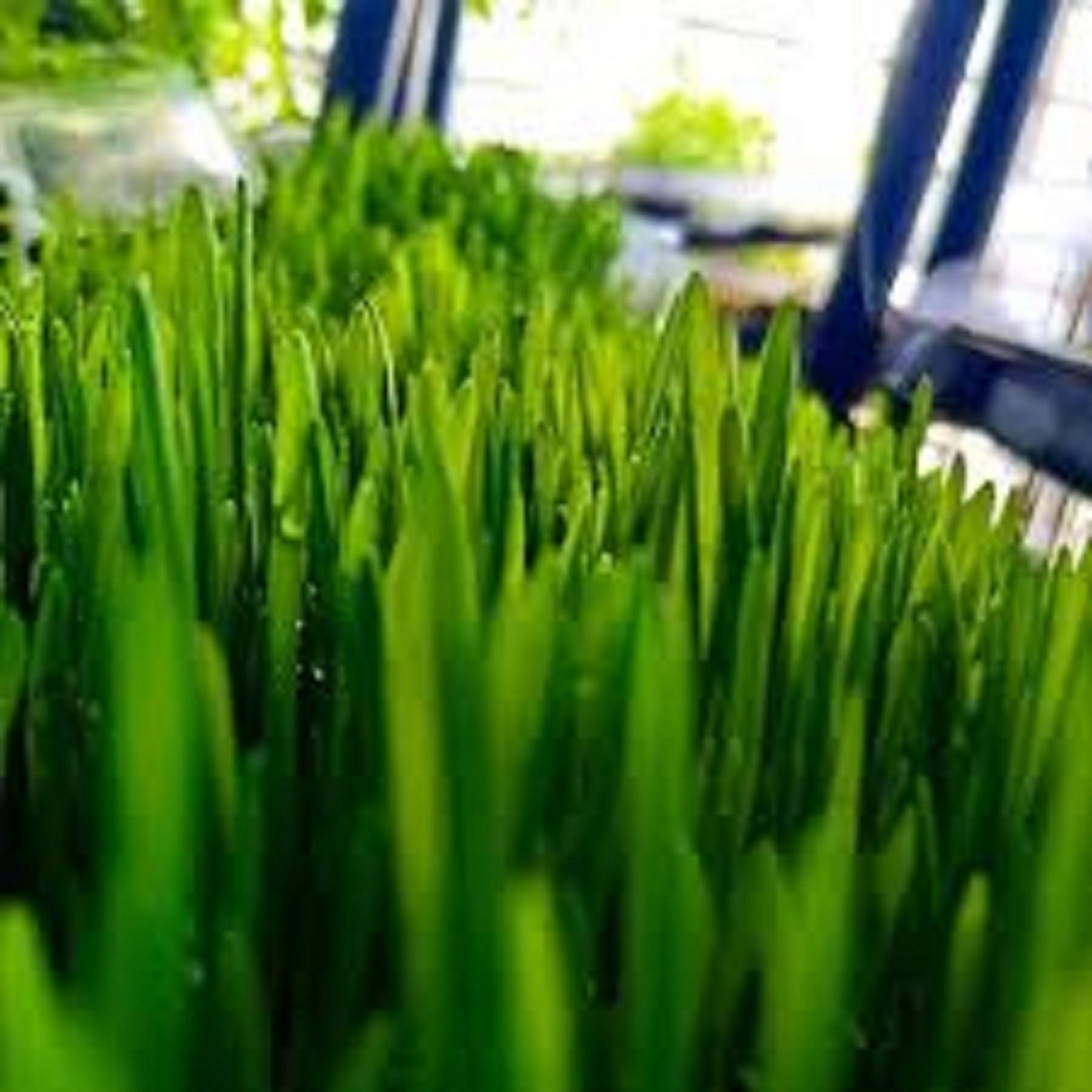 Barley MICROGREENS Seeds for Planting (20 seeds) GRASS Lazada PH