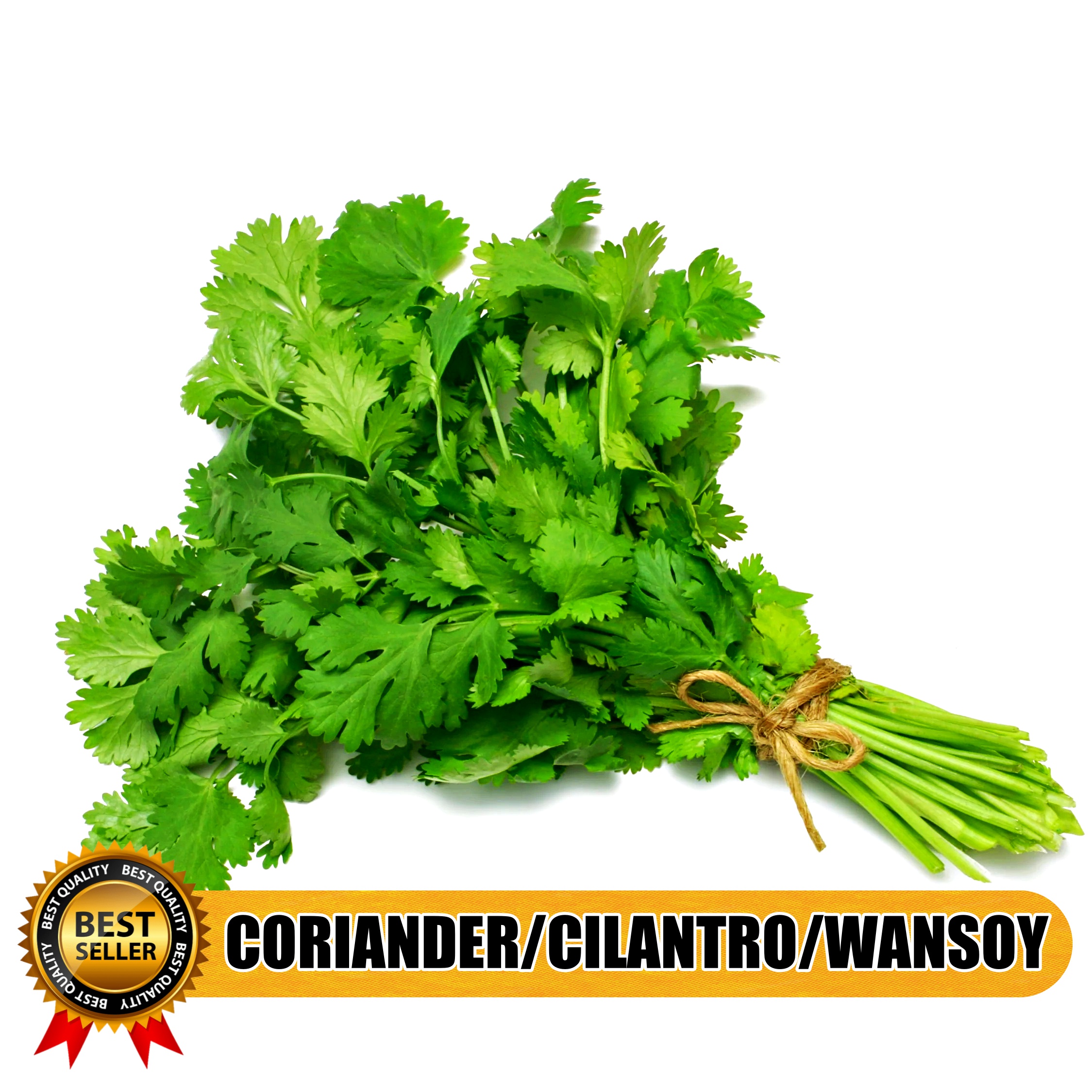SULIT PACK! CILANTRO/CORIANDER/WANSOY (50PCS SEEDS) HERBS/EASY TO