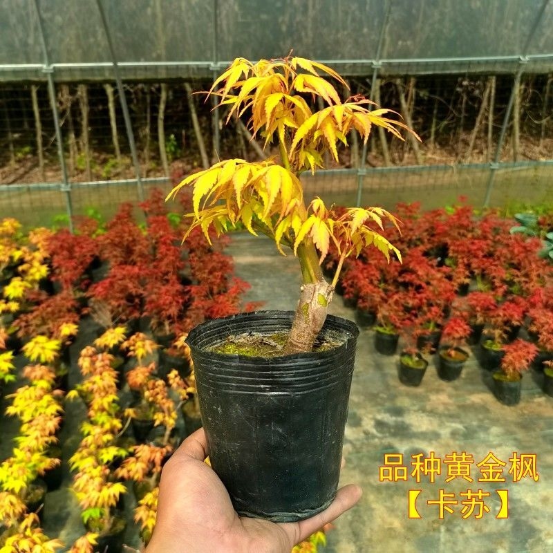 Japanese red maple bonsai old pile red dancer stump golden maple