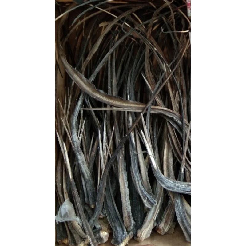 【healthy】 Buntot Ng Pagi (Small) Lazada PH