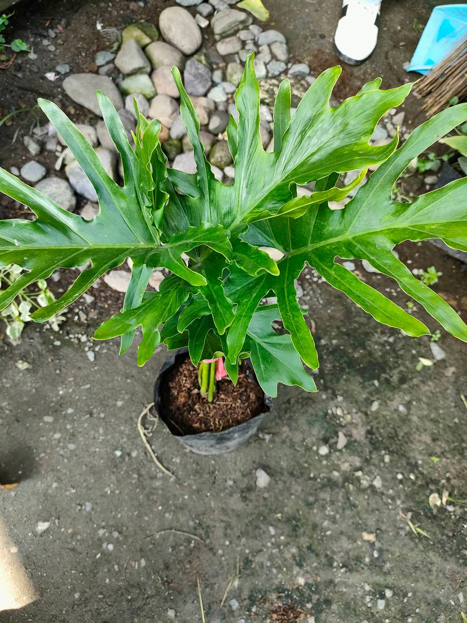 SELLOUM / SAHOD YAMAN PHILODENDRON PLANTREAL OR LIVE PLANTREADY TO