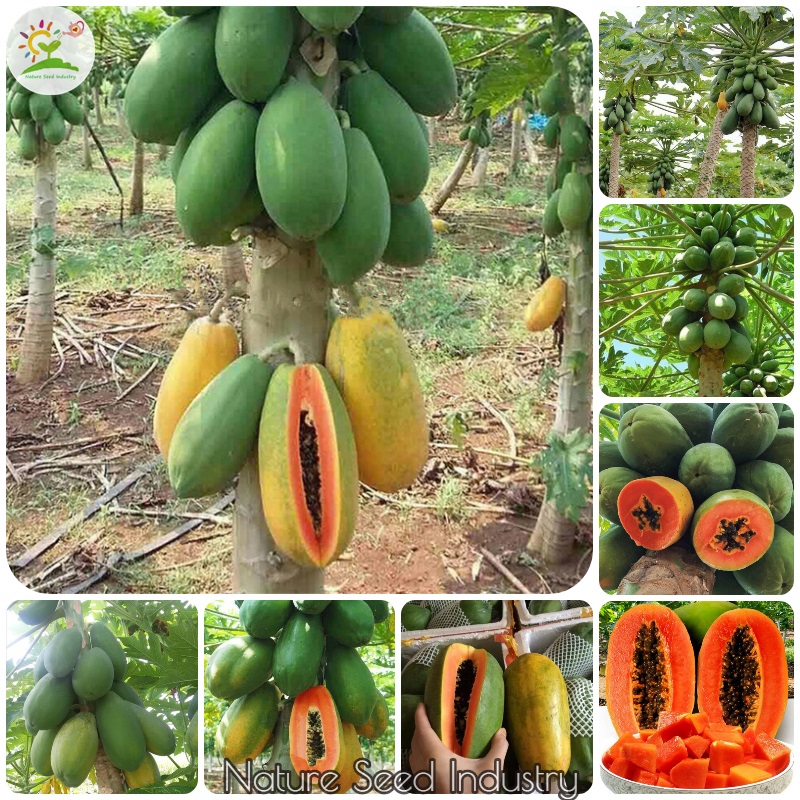 Red Papaya Seeds Rare Dwarf Papaya Fruit Plants Outdoor Sweet Fruit Delicious 
