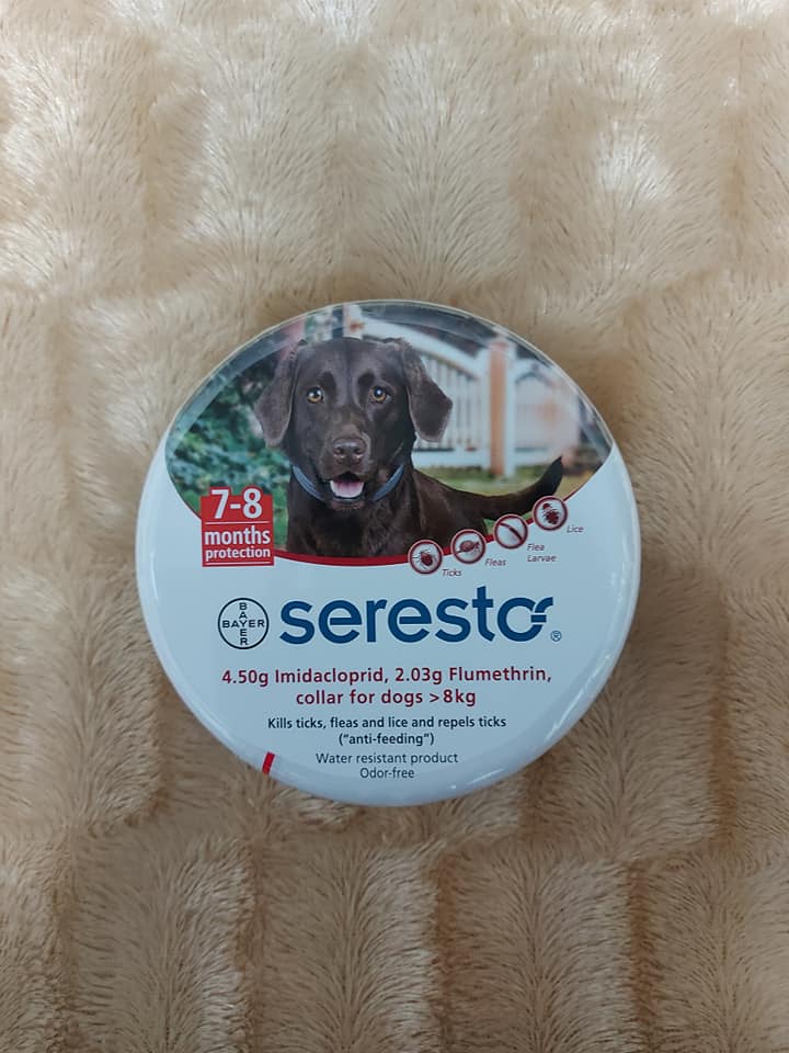 liver and white brittany spaniel