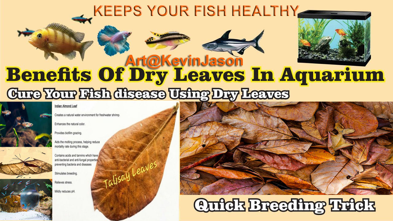 Talisay Leaves Almond Leaves for Beta Fish Shrimp aquarium fish health
