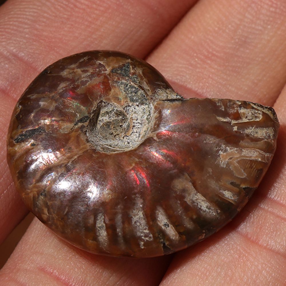 Specimen Fossil Natural Iridescent Ammonite Madagascar Stone Ammolite Facet