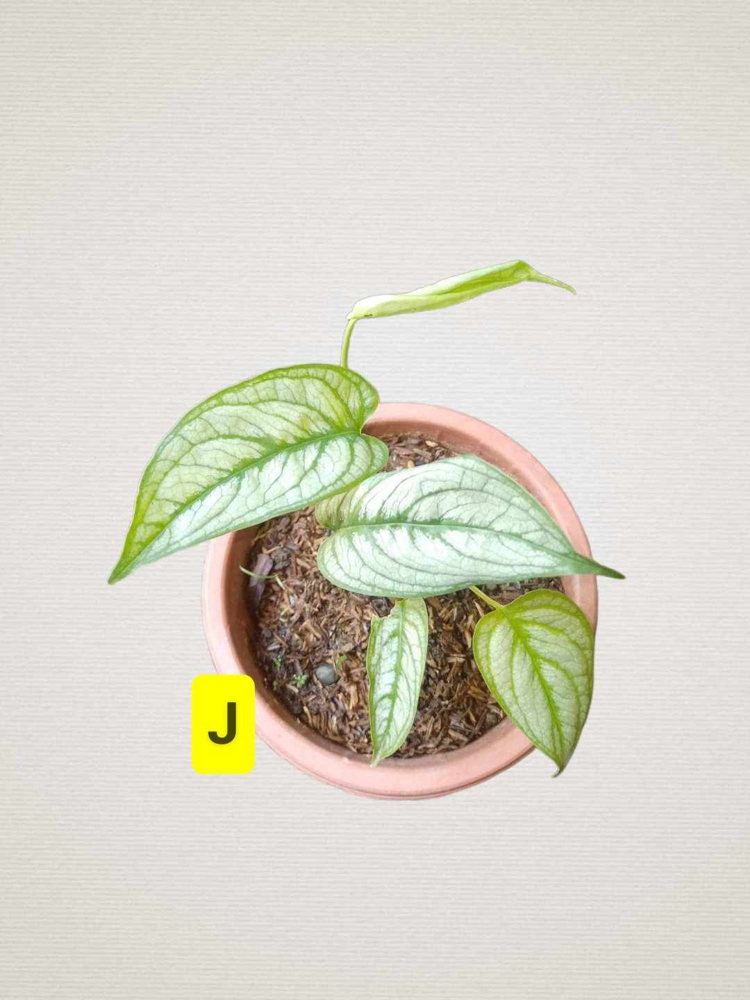 Siltepecana 'regular'/ Siltepecana 'El Salvador' Monstera | Lazada PH