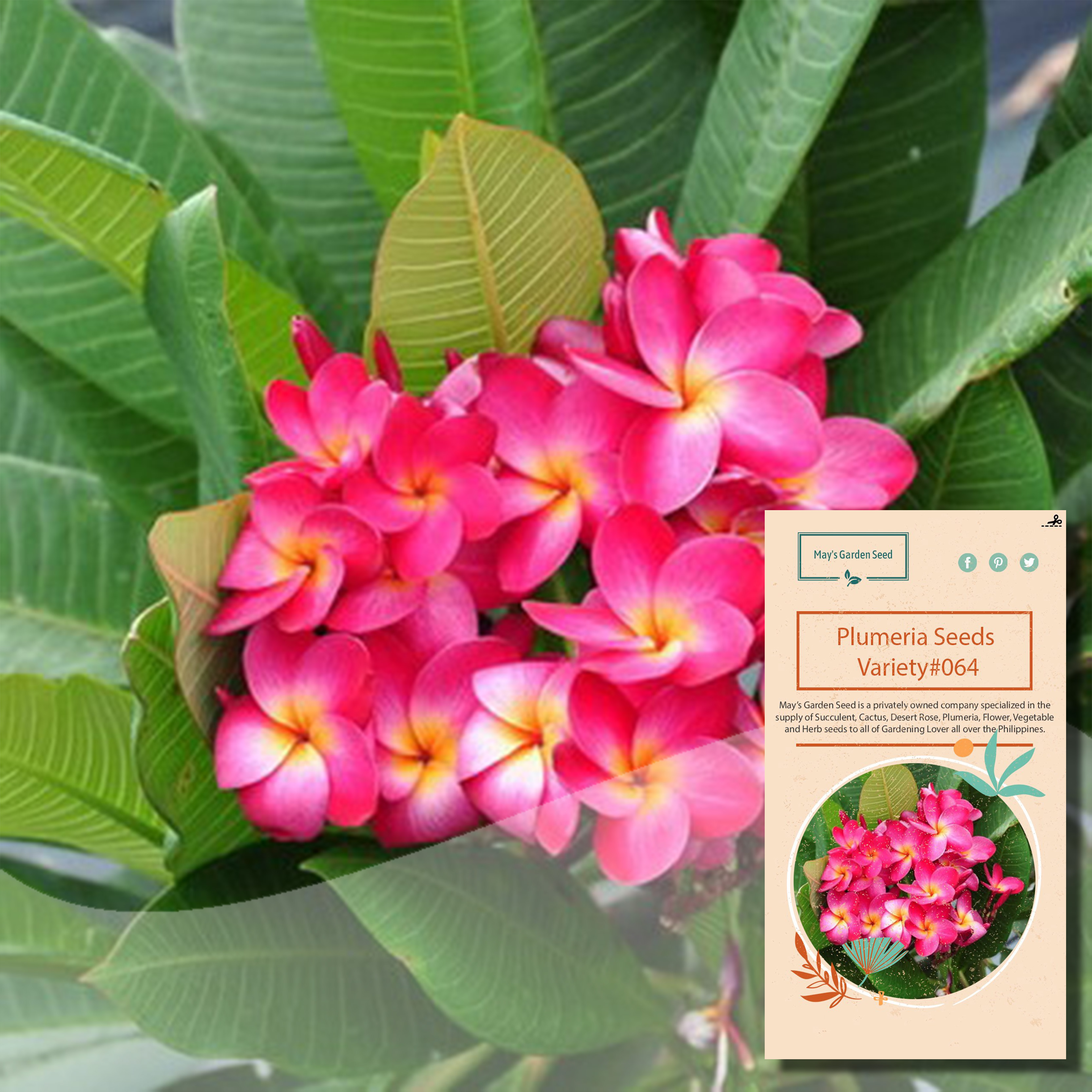 Red Pink Color Small Flower Size Kalachuchi Seeds, Plumeria Seeds ...