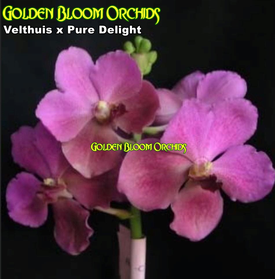 Men qiz dostimni birinchi marta toqdim Hamshira va bemor ortasidagi jinsiy aloqa