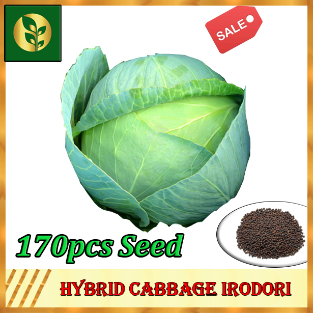 Cabbage Seeds Cabbage Seed Repolyo Seeds Vegetable seeds Golden