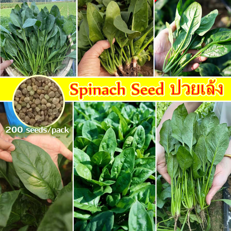 Benih Sayur Sayuran 200pcs Chinese Spinach Seeds Healthy Nutrition