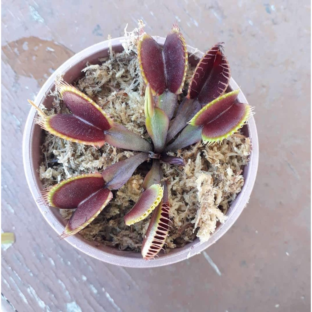 seedling tray Venus Fly Trap SeedsDionaea Muscipula (Carnivorous Plant