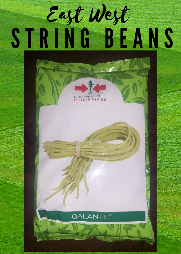 East West EASTWEST GALANTE String Beans Sitaw 1kg Lazada PH