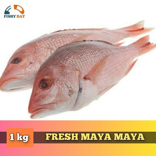 Fish Fresh Seafood Maya Maya 1kg Lazada Ph