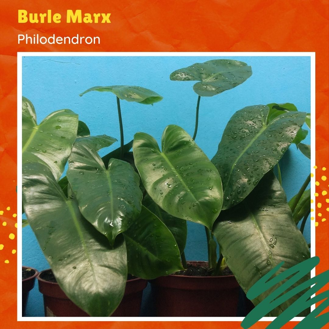 Burle Marx Philodendrons with 35 leaves Lazada PH